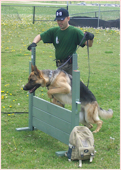 Dog Training in York region